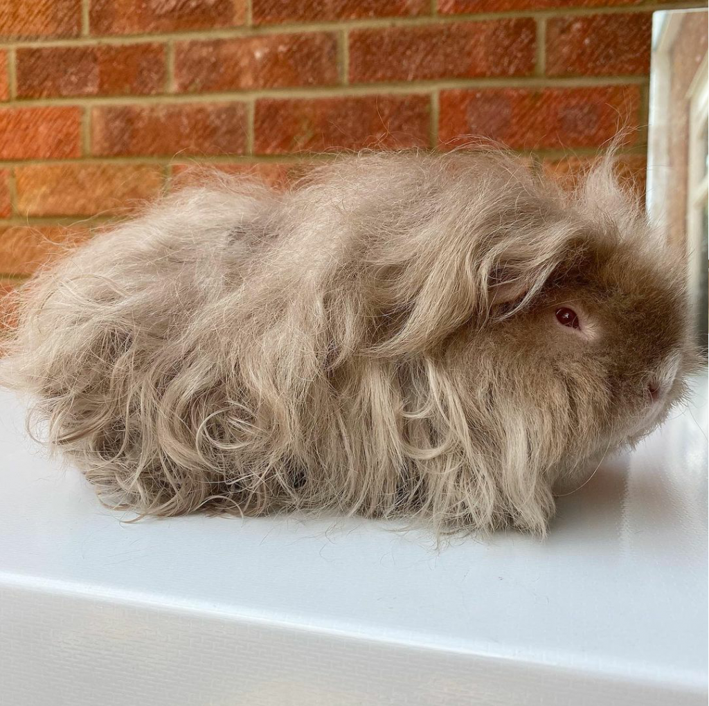 Cuanto Dura Una Cobaya Sin Comer Guía básica: Cobayas - Kiwiexoticos