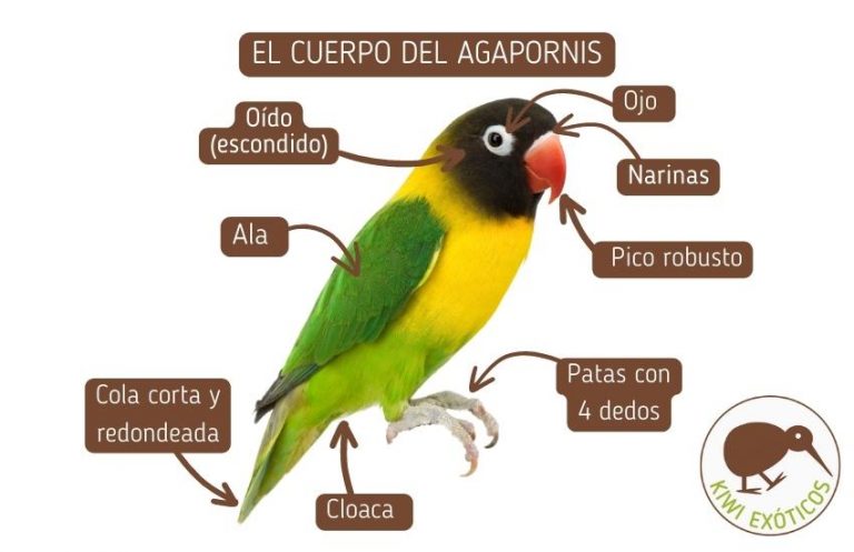 Gu a B sica Agapornis Kiwi Ex ticos gu-a-b-sica-agapornis-kiwi-ex-ticos